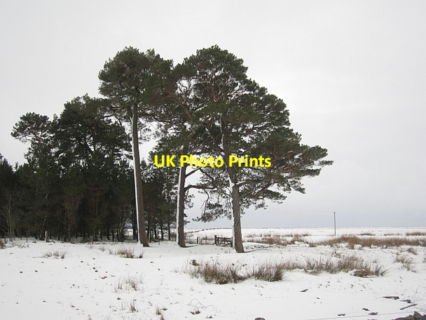Photo 6"x4" Scots pines, Kettleshiel Bogpark Burn c2013