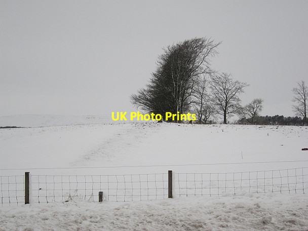 Photo 6"x4" Wind sculpted beeches Bedshiel c2013