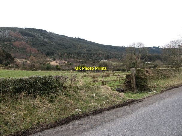 Photo 6"x4" Rostrevor Forest from the Newtown Road Rostrevor c2013