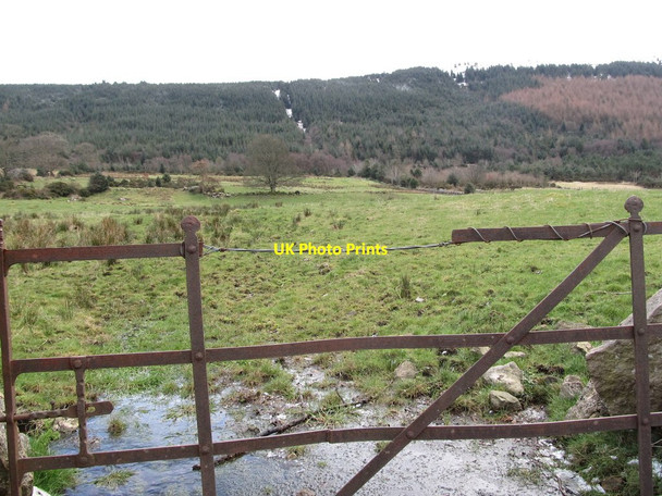Photo 6"x4" Grazing land between Newtown Road and the Rostrevor Forest Rostrevor c2013