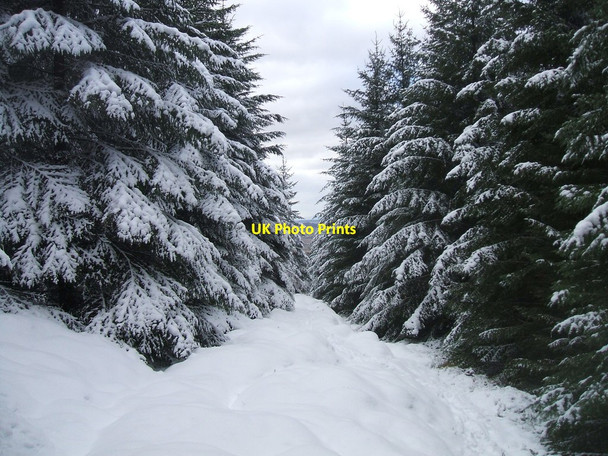 Photo 6"x4" Forest ride on Dungavel Hill Dungavel Hill\/NS6735 c2013