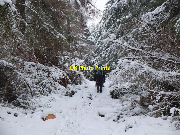 Photo 6"x4" Snowy path in Yair Hill Forest Williamhope c2013