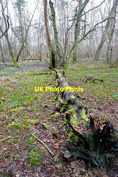 Photo 6"x4" On Bladon Heath Woodstock\/SP4416 c2013