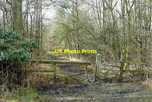 Photo 6"x4" Entering Bladon Heath Woodstock\/SP4416 c2013