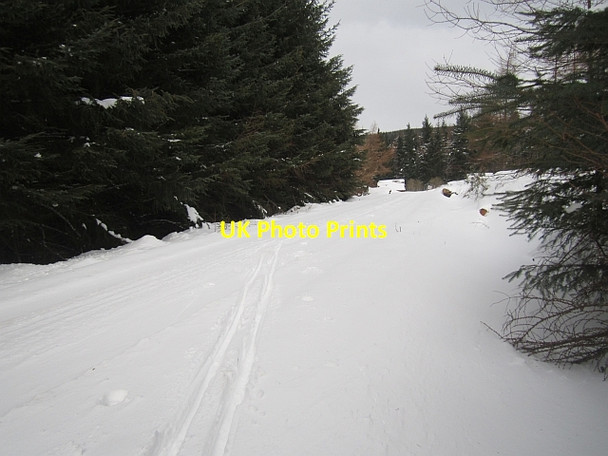 Photo 6"x4" Logging road, Minchmoor Rigg c2013