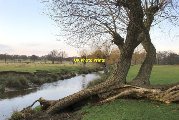 Photo 6"x4" Pollard willows by Beverley Brook, March 2013 Putney c2013