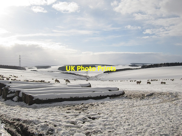 Photo 6"x4" Logs, Moorhouse Abbey St Bathans c2013