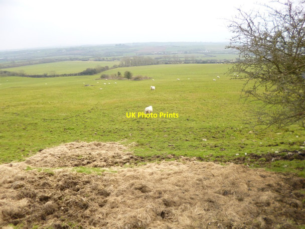 Photo 6"x4" Portesham, sheep grazing Coryates c2013