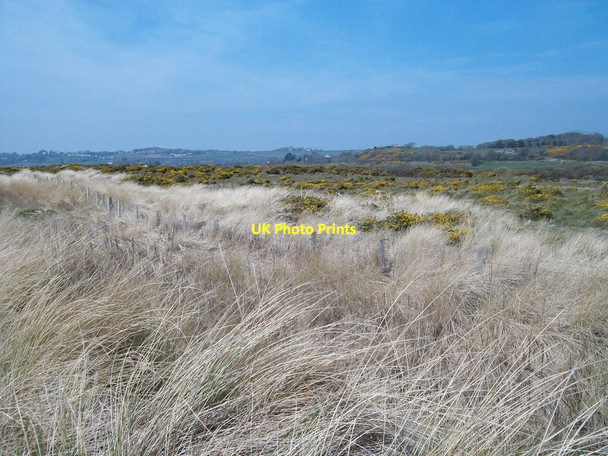 Photo 6"x4" Gorse bushes on the rear dunes at Morfa Abererch Abererch c2008