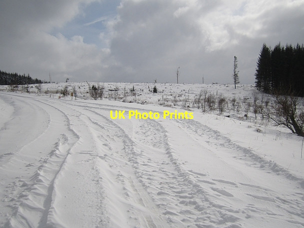 Photo 6"x4" Felled area, Minchmoor Rigg c2013