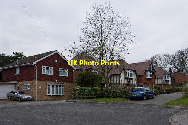 Photo 6"x4" Denver Close Orpington c2013