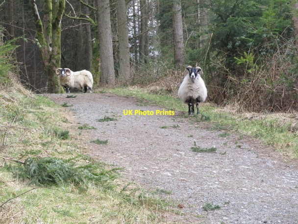 Photo 6"x4" Refugees from snow covered fields at Parnell's View Newcastle\/J3732 c2013