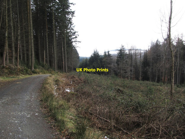 Photo 6"x4" A section of cut-over forest at Parnell's View Newcastle\/J3732 c2013