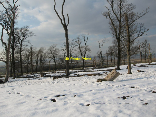 Photo 6"x4" Small stand of old trees in field Gronant\/SJ0983 c2013