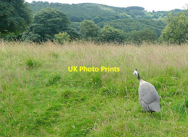 Photo 6"x4" Guinea fowl in the park Holloway\/SK3256 c2012