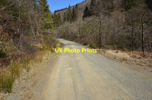Photo 6"x4" Coed-y-Brenin Forest Ganllwyd\/SH7224 c2013