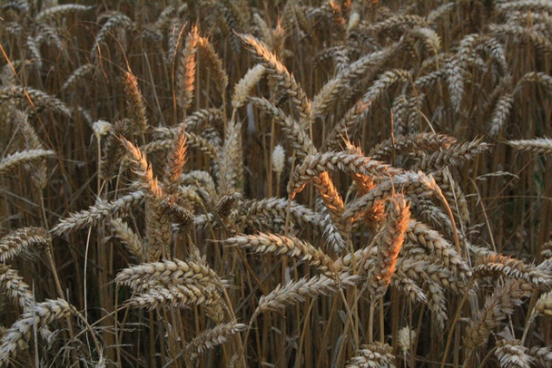 Photo 6"x4" Ripe Wheat Dale Moor c2008