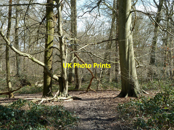 Photo 6"x4" Woodland, Trent Park Botany Bay\/TQ2999 c2013