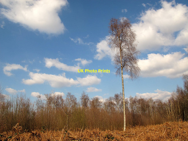 Photo 6"x4" Solitary birch in Wapsbourne Wood North Chailey c2013