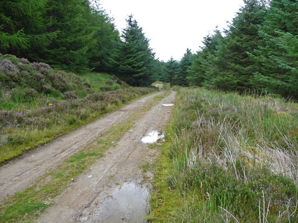 Photo 6"x4" Forest above Kyle Rhea Kylerhea\/Caol Reatha c2008