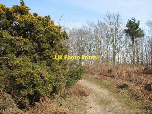 Photo 6"x4" On the edge of Toby's Walks Blythburgh c2013