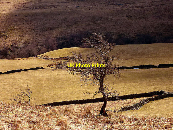 Photo 6"x4" A tree above Dockernook Gill Garnett Bridge c2013