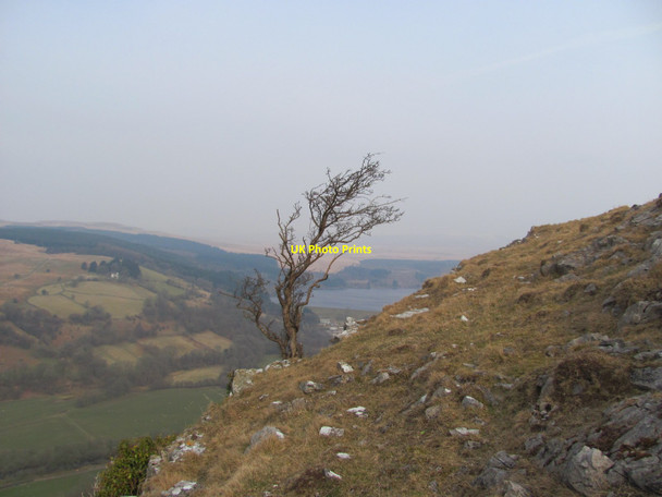 Photo 6"x4" Windswept tree Llwyn-on Village c2013