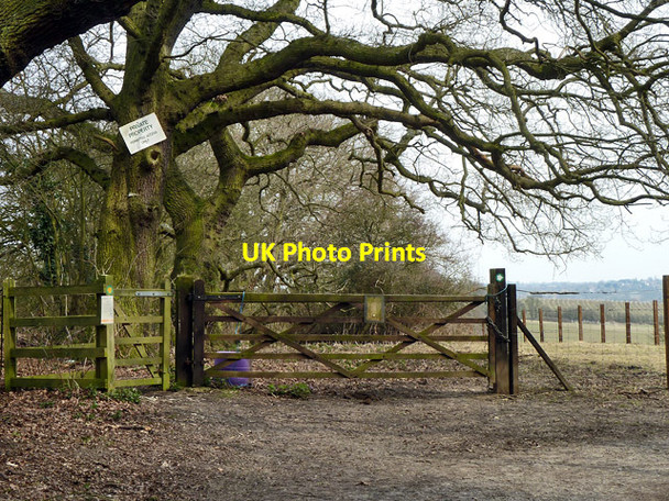 Photo 6"x4" A corner of Hainault Forest Lambourne End c2013