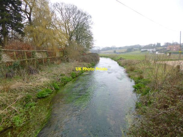 Photo 6"x4" Bere Regis, Bere Stream Hollow Oak\/SY8493 c2013