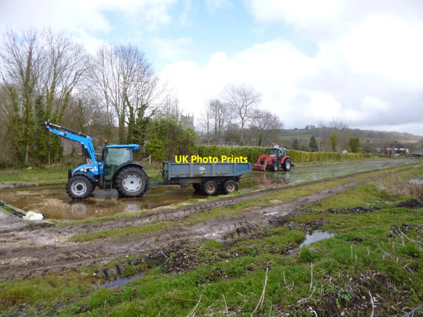 Photo 6"x4" Bere Regis, watercress harvesting Shitterton c2013