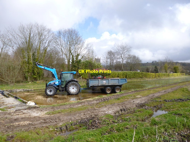Photo 6"x4" Bere Regis, watercress harvesting Shitterton c2013