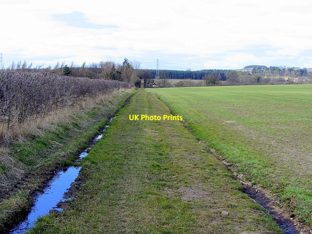 Photo 6"x4" Footpath to Whittle Burn north of A69 Horsley\/NZ0966 c2013