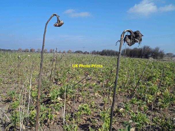 Photo 6"x4" Gone to seed Humberston\/TA3105 c2013