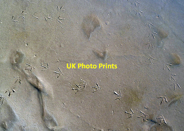 Photo 6"x4" Bird tracks on tidal mud at Glencaple Glencaple\/NX9968 c2013