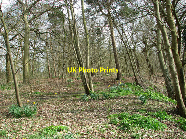 Photo 6"x4" Footpath by St Mary's church, Homersfield Homersfield c2013