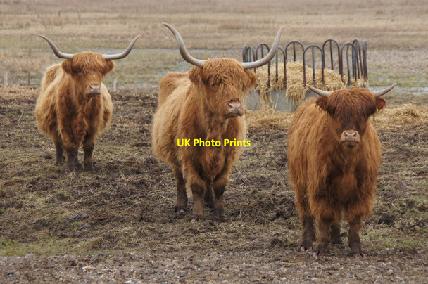 Photo 6"x4" Highland cattle, Loch of Kinnordy Kirkton of Kingoldrum c2013 P1