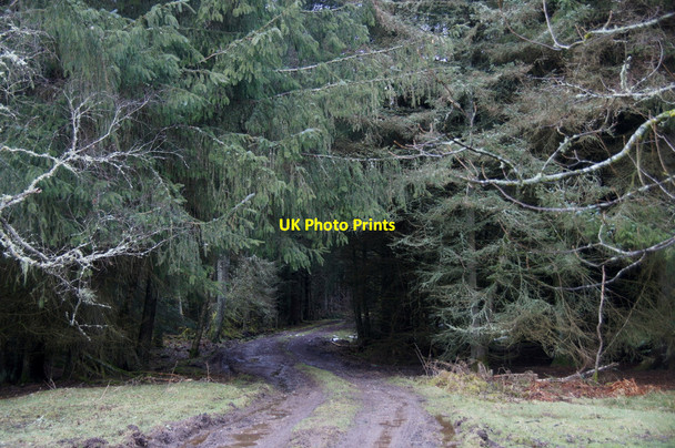 Photo 6"x4" Track from Cairlyew Wood to Kinnordy Moss Kirkton of Kingoldrum c2013