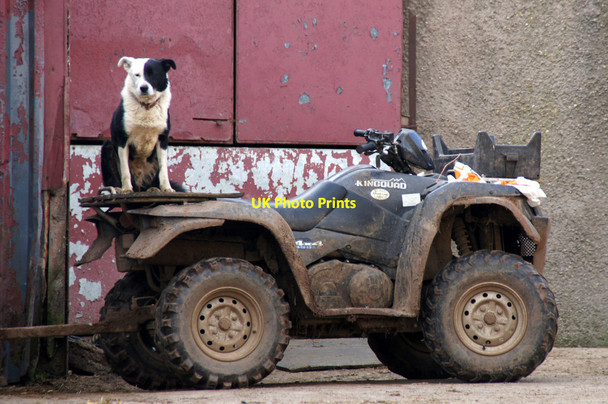 Photo 6"x4" Dog on a quad at Brough Castle Farm Brough\/NY7914 c2013