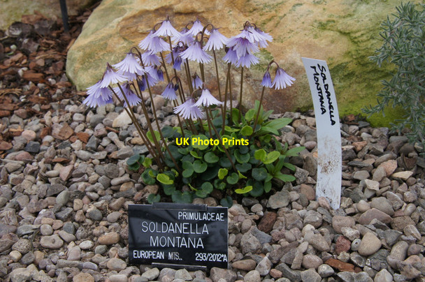 Photo 6"x4" Soldanella montana in the glasshouses at St Andrews Botanic Gardens St Andrews c2013