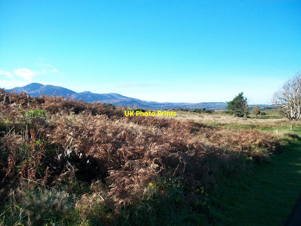 Photo 6"x4" Withered bracken on the Murlough Dunelands Dundrum\/J4036 c2010