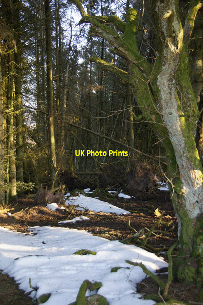 Photo 6"x4" Woodland above Blackhills, near Rattray Westfields of Rattray c2013