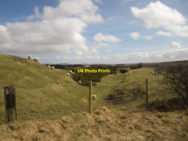 Photo 6"x4" Grazing sheep near Barmoor Ford Hill\/NT9537 c2013