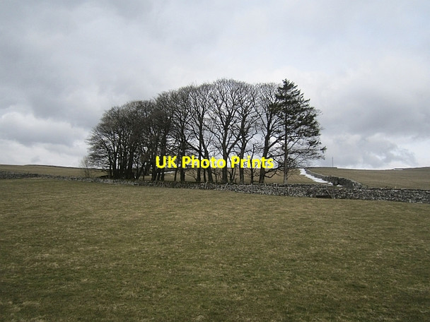 Photo 6"x4" Clump of trees, Kelleth Gaisgill c2013