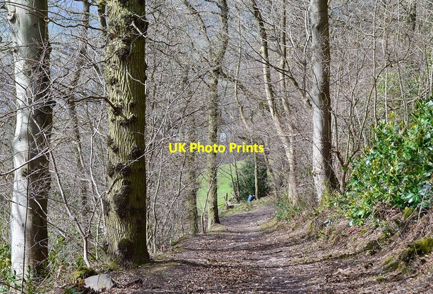 Photo 6"x4" Path in Langlee Woodland Galashiels c2013 P1