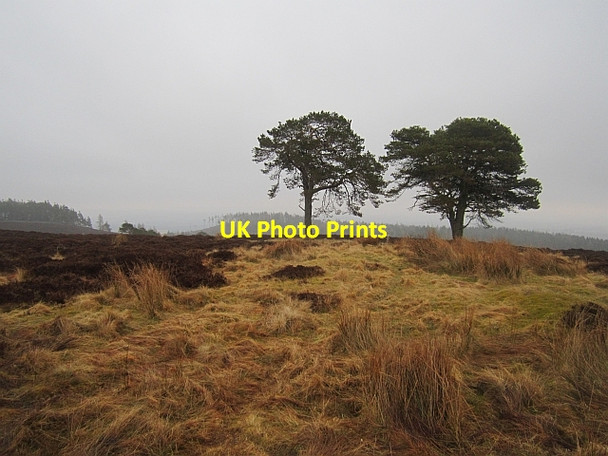 Photo 6"x4" Trees, Obney Hills Waterloo\/NO0536 c2013