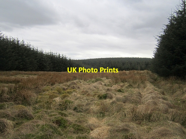 Photo 6"x4" Roscobie Muir Bowershall c2013