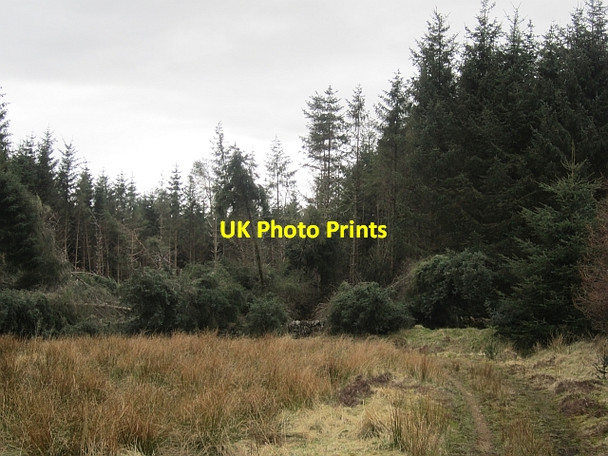 Photo 6"x4" Windthrown trees, Roscobie Muir Bowershall c2013