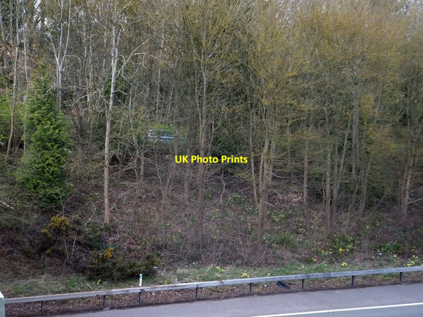 Photo 6"x4" Wild daffodils on the side of the M50 Four Oaks\/SO6928 c2013
