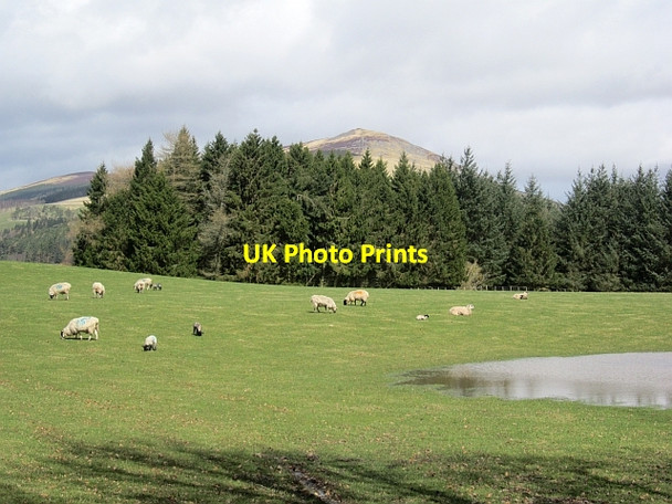 Photo 6"x4" Sheep, Traquair Innerleithen c2013