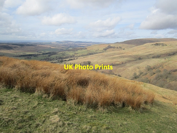 Photo 6"x4" Rashy patch above the Crow Road Clachan of Campsie c2013